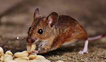 24 Hour & Emergency Exterminators in Bristol, TN